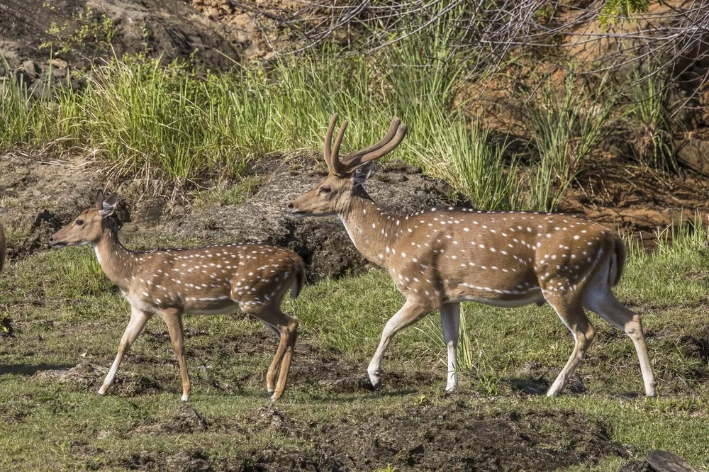 Sri Lankan spotted deer, female and male