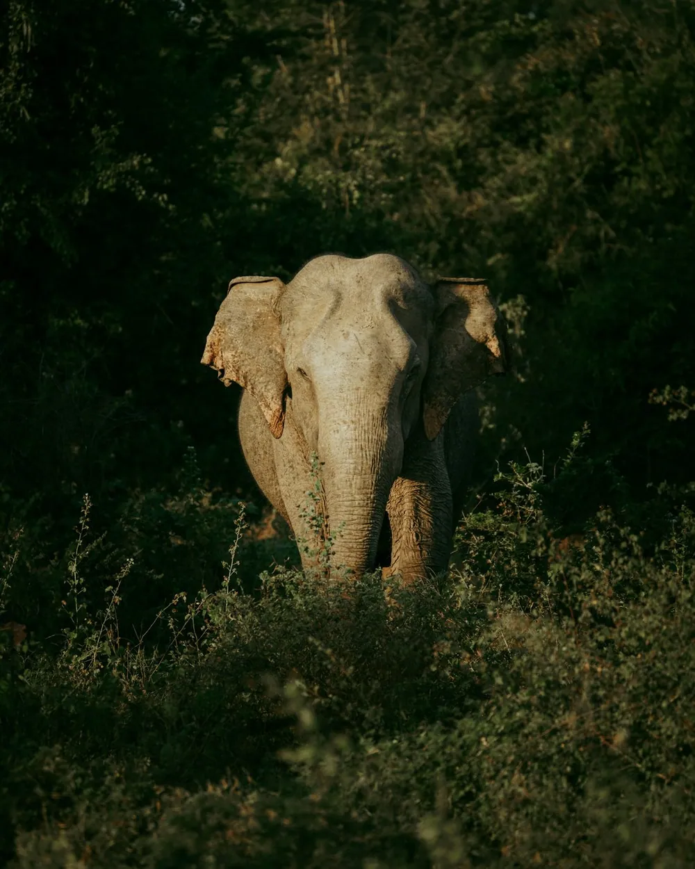 An elephant in its natural landscape