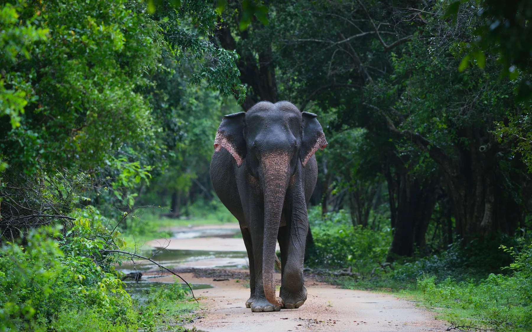 An elephant walking through a green forest landscape