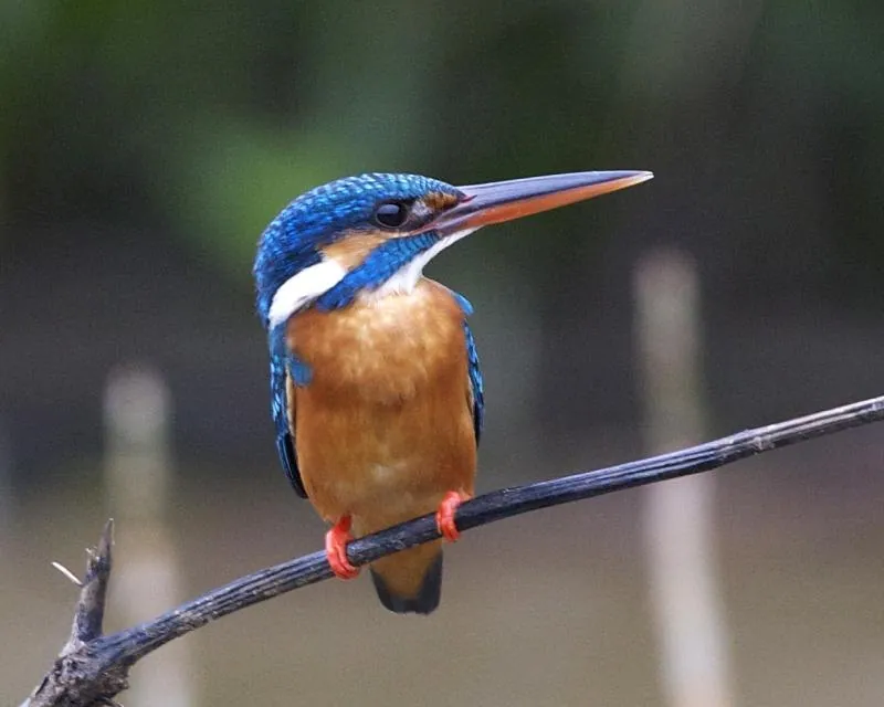 Common kingfisher