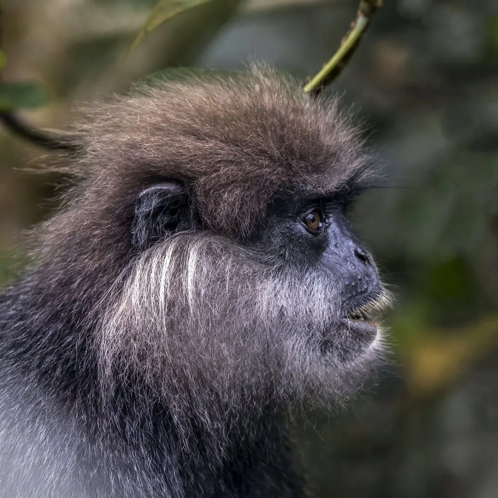 A langur resting among green branches