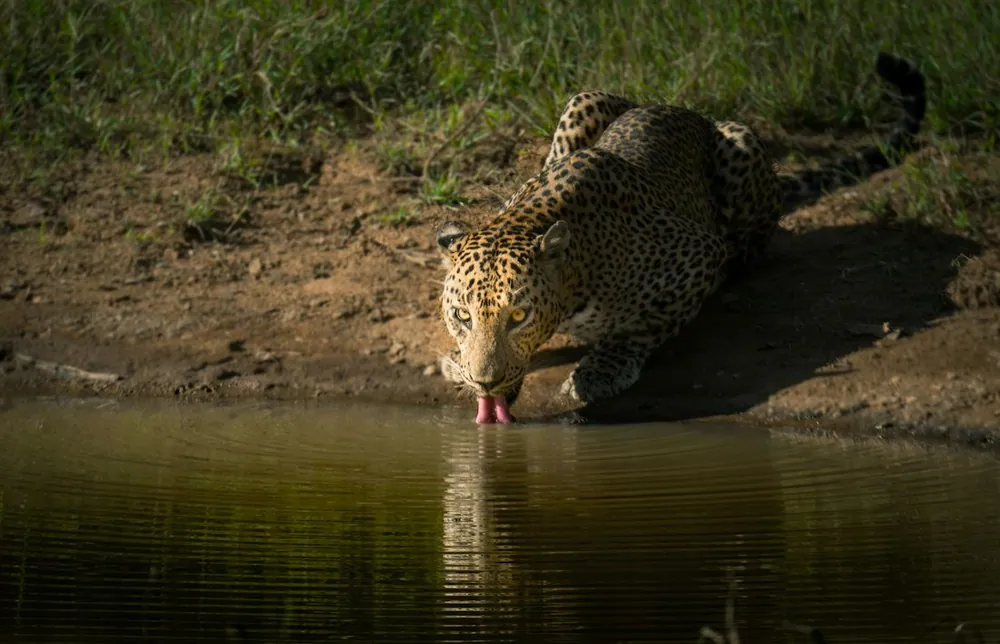 Sri Lankan leopard quenching thirst