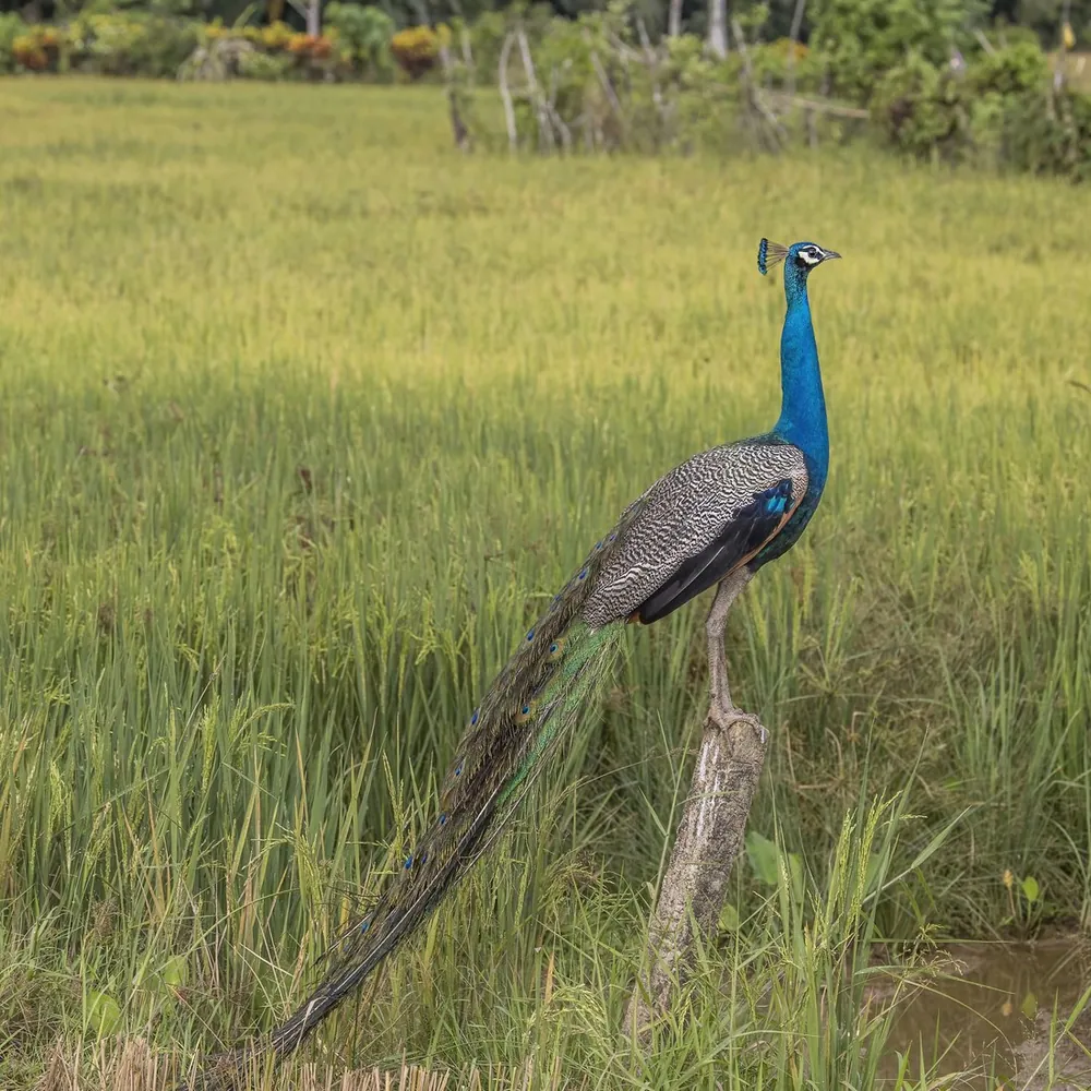 Indian peafowl male